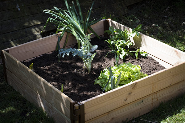 Grand carré potager (sans fond) – Image 2